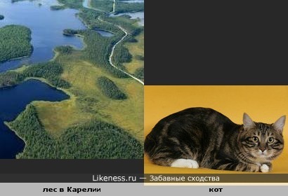 Участок леса в Карелии похож на лежащего кота