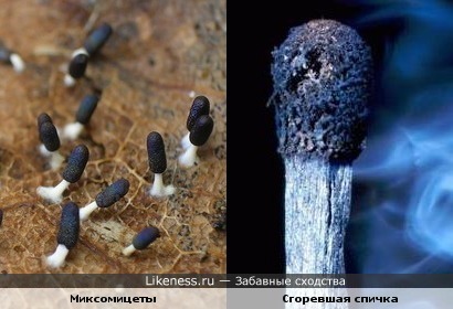 Миксомицеты - экзотические слизистые грибы похожи на сгоревшие спички