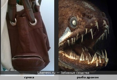 Хищная сумка )))))))