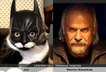 Кот в шлеме похож на Никиту Михалкова