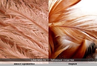 Хвост креветки под микроскопом похож на птичьи перья