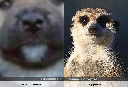 Нос щенка похож на суриката )))))