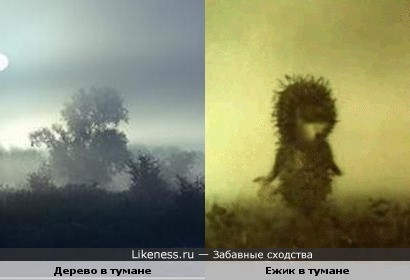 Ежик в тумане на самом деле существует )))))
