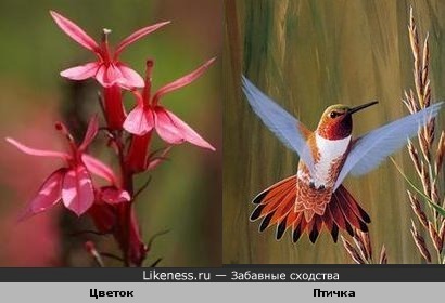 Цветы похожи птицу