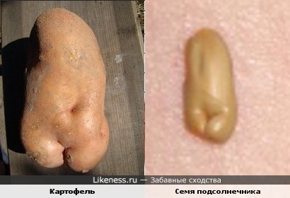 Картофель и семя подсолнечника похожи соблазнительными формами