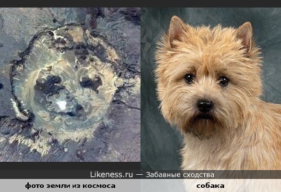 На фото из космоса видна собачья мордочка