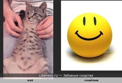 Кот с улыбкой на животе