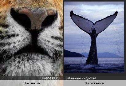 Нос тигра похож на хвост кита
