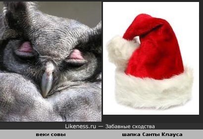 Веки совы похожи на шапку Санты Клауса