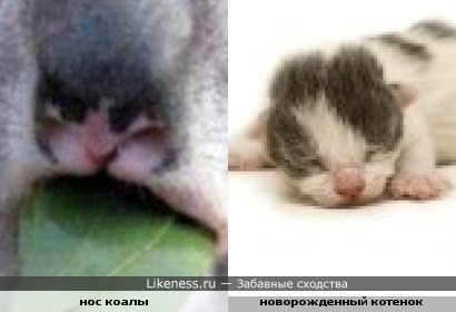 Нос коалы похож на мордочку новорожденного котенка