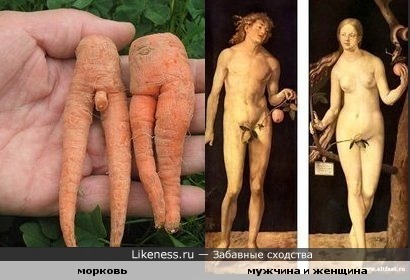 Морковь похожа на мужчину и женщину