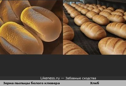 Зерна пыльцы белого клевера похожи на хлеб
