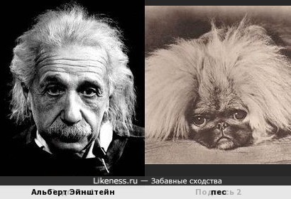 Эйнштейн и пес