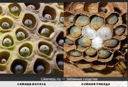 Семена лотоса похожи на осиное гнездо