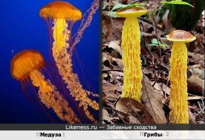 Медузы похожи на грибы