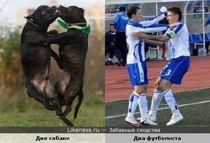 собаки и футболисты