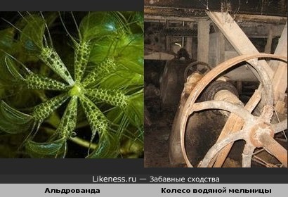 морское растение имеет форму, похожую на колесо водяной мельницы