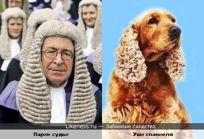 парик судьи похож на уши спаниеля))