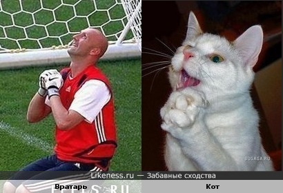 футболист и кот похожи