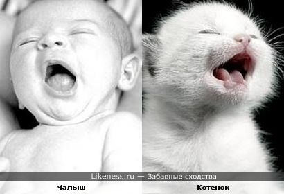 котенок похож на ребенка))