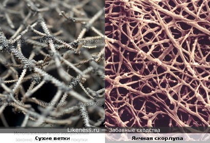 яичная скорлупа под микроскопом похожа на сухие ветки