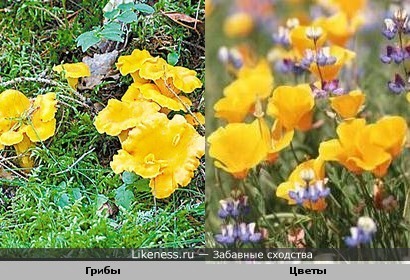 грибы лисички похожи на желтенькие цветочки))