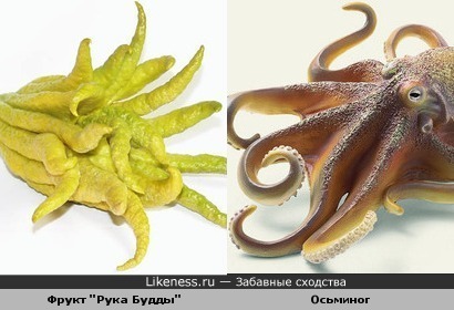 экзотический фрукт напоминает осьминога