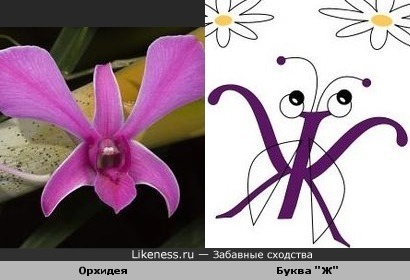 орхидея похожа на букву