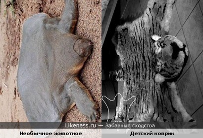 необычное животное семейства кротовых похоже на детский коврик)