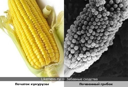 этот микроорганизм напоминает початок кукурузы