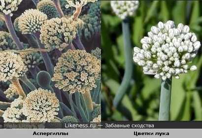 плесневые грибы аспергиллы похожи на цветки лука. вариант №2