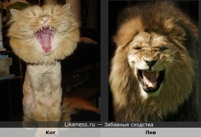 котенок хочет быть похожим на льва)))))