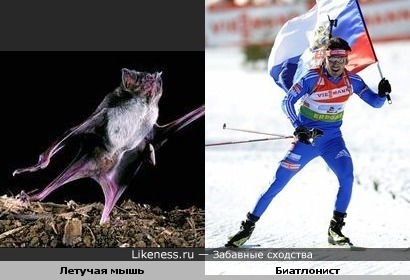 некоторые летучие мыши занимаются спортом))))))))))