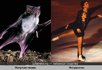 А может мышка занимается фигурным катанием?)))))))))))))))