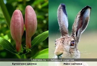 бутончики цветка напомнили ушки зайчика)