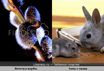 Эта веточка вербы напоминает мышонка или зайчонка)))