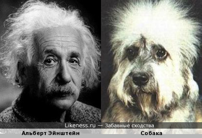 И снова - Эйнштейн и пес