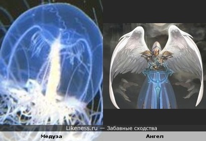 Медуза похожа на ангела