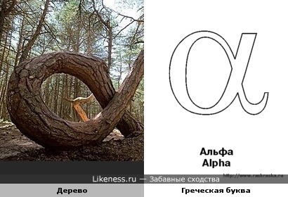 Дерево похоже на букву α (альфа)