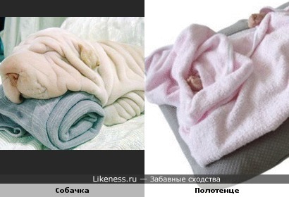 Собака на полотенце сама похожа на полотенце