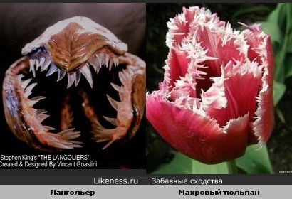 Махровый тюльпан похож на лангольера