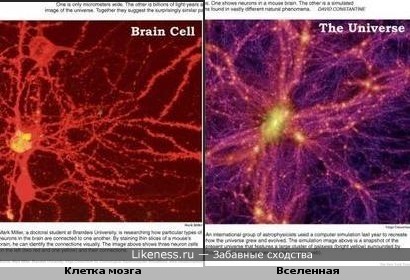 Клетка мозга похожа на вселенную