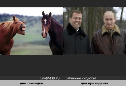 Лошадки похожи на Путина и Медведева