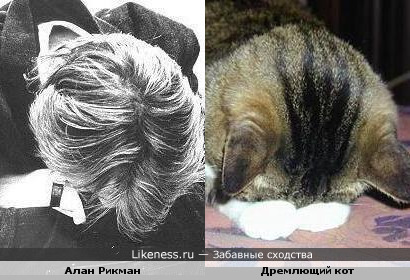Алан Рикман похож на дремлющего кота :)