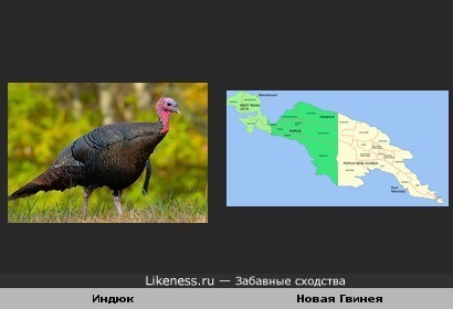 Остров Новая Гвинея похож на кого-то из отряда куриных