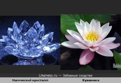 Магический кристалл похож на кувшинку.