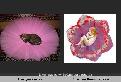 Кошка на балетной пачке напомнила Дюймовочку на цветке