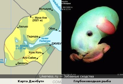 Карта Республики Джибути похожа на этого моллюска