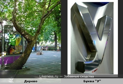 Дерево на Пушкинской аллее в Ялте и буква &quot;У&quot;