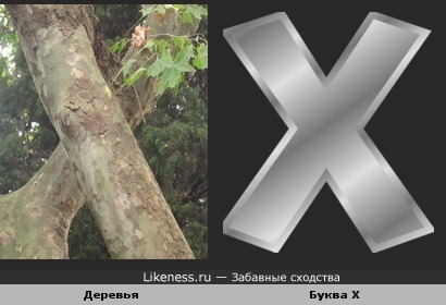 Деревья икс